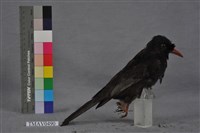 藏品(紅嘴黑鵯)的圖片